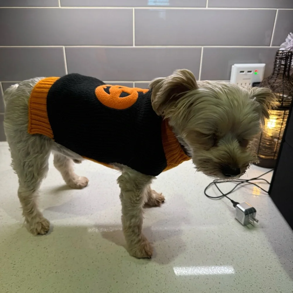 Halloween Dog Sweater with Pumpkin Design - Small